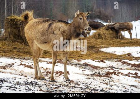 Beau jeune cerf de Pere David marchant libre près des balles de foin et d'autres cerfs dans un champ avec de la neige, de l'herbe sèche et de la mousse dans une journée froide d'hiver Banque D'Images