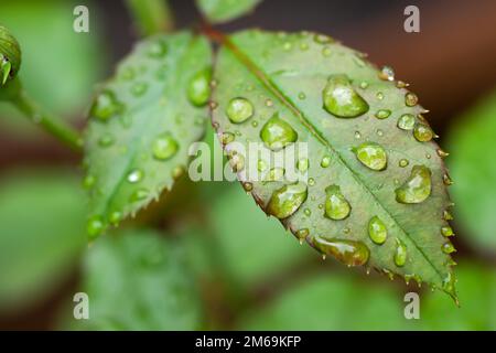 Feuilles de citronniers. L'eau tombe sur la feuille de citron. Gouttes de pluie fluides. Banque D'Images