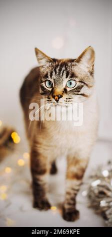 Un beau chat thaïlandais gris tabby se dresse parmi les guirlandes et les décorations de Noël. Noël avec un animal de compagnie. Banque D'Images