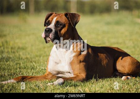 magnifique portrait de chien boxeur sur prairie verte Banque D'Images