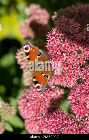 Un papillon de paon mange sur une fleur rose de Sedum - chou de lièvre. Un parterre de fleurs pollinisation par les insectes. Les papillons volent. Nature ensoleillé jour. Insecte. Ailes de papillon. Plante verte en gros plan. Banque D'Images