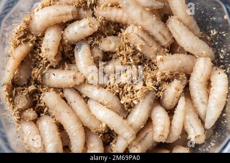 Macro maggots dans un conteneur, pêche appât Banque D'Images