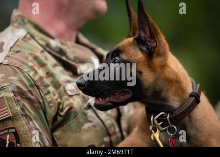 Un chiot du programme d'élevage de chiens de travail militaires de la base conjointe de San Antonio-Lackland, Texas, explore les grands espaces de 21 avril 2022. L'escadron d'entraînement 341st forme des DMT et des préposés à la manutention pour le ministère de la Défense, ce qui améliore la létalité et la préparation de la Force totale. Banque D'Images