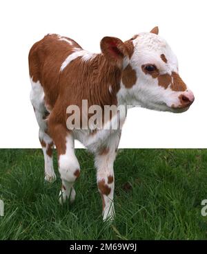 Ayrshire Hereford Cross Calf Banque D'Images