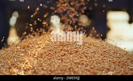 Les semences de blé fraîchement récoltées tombent de la machine du tracteur sur le sol. Tas de grains de blé gros plan dans le champ. Agriculture indienne, récolte concep Banque D'Images