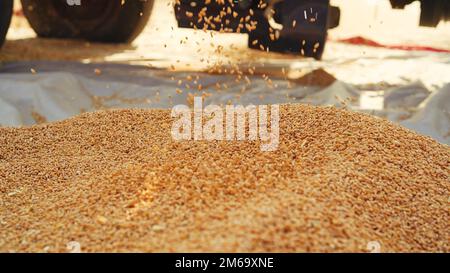 Les semences de blé fraîchement récoltées tombent de la machine du tracteur sur le sol. Tas de grains de blé gros plan dans le champ. Agriculture indienne, récolte concep Banque D'Images