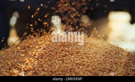 Les semences de blé fraîchement récoltées tombent de la machine du tracteur sur le sol. Tas de grains de blé gros plan dans le champ. Agriculture indienne, récolte concep Banque D'Images