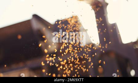 Les semences de blé fraîchement récoltées tombent de la machine du tracteur sur le sol. Tas de grains de blé gros plan dans le champ. Agriculture indienne, récolte concep Banque D'Images