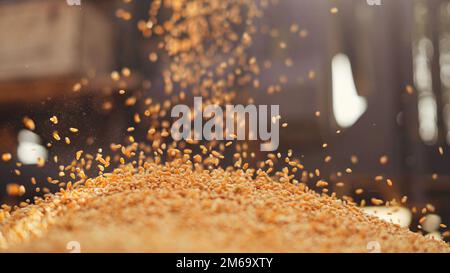 Les semences de blé fraîchement récoltées tombent de la machine du tracteur sur le sol. Tas de grains de blé gros plan dans le champ. Agriculture indienne, récolte concep Banque D'Images