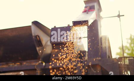 Les semences de blé fraîchement récoltées tombent de la machine du tracteur sur le sol. Tas de grains de blé gros plan dans le champ. Agriculture indienne, récolte concep Banque D'Images