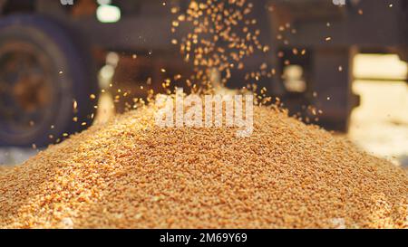 Les semences de blé fraîchement récoltées tombent de la machine du tracteur sur le sol. Tas de grains de blé gros plan dans le champ. Agriculture indienne, récolte concep Banque D'Images