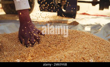 Les semences de blé fraîchement récoltées tombent de la machine du tracteur sur le sol. Tas de grains de blé gros plan dans le champ. Agriculture indienne, récolte concep Banque D'Images