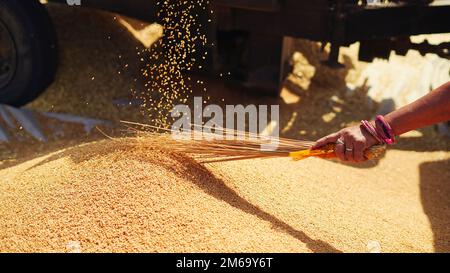 Les semences de blé fraîchement récoltées tombent de la machine du tracteur sur le sol. Tas de grains de blé gros plan dans le champ. Agriculture indienne, récolte concep Banque D'Images