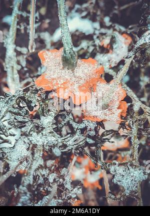 Fleurs couvertes de neige en gros plan. Fleurs jaune-orange brillant Chernobrivtsy et herbe couverte de glace et de neige par une journée d'hiver. Hiver, hiver, froid, glace, glace, gelé. Arrière-plan naturel Banque D'Images