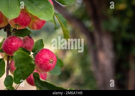 Pommes rouges mûres sur une branche de pommier lors d'une journée d'été claire dans le jardin, copier l'espace Banque D'Images