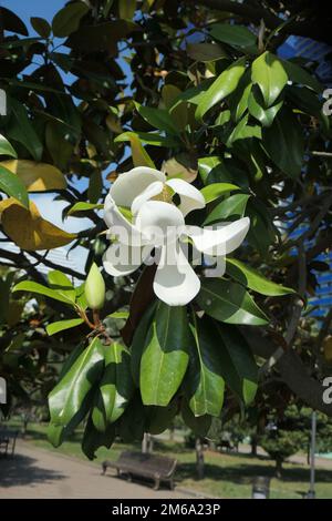 Le Magnolia grandit dans le parc de la ville Banque D'Images