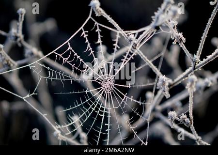 Gros plan de la toile d'araignée dépolie sur un froid matin de janvier. Banque D'Images