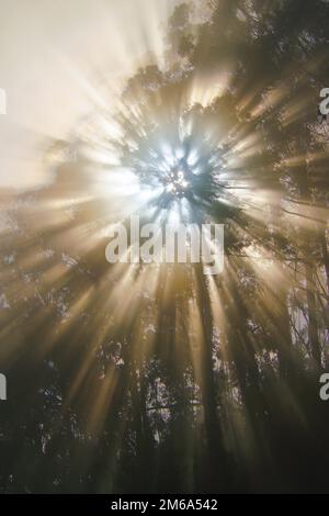 Le soleil brille à travers un eucalyptus dans la brume, Madère, Portugal Banque D'Images