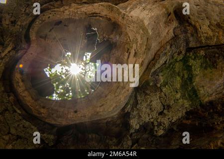 Le soleil brille à travers un knothole dans un vieux chêne. Banque D'Images
