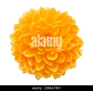 Belle fleur dahlia isolé sur fond blanc. Banque D'Images