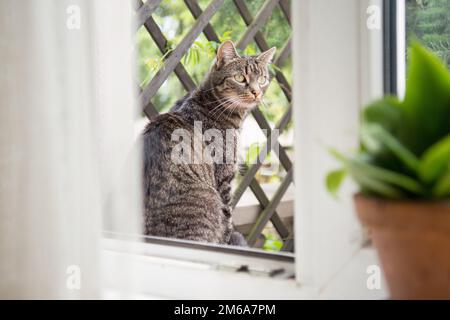 Beau chat gris rayé assis à l'extérieur d'une fenêtre ouverte, regardant quelque chose Banque D'Images