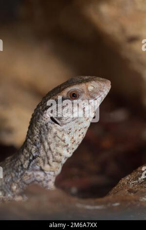Savannah moniteur lézards ( Varanus exanthematicus ) gros plan Banque D'Images