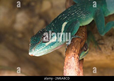 Chevalier Anole dans la nature ( Anolis equestris ) Banque D'Images