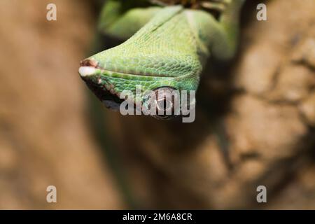 Chevalier Anole dans la nature ( Anolis equestris ) Banque D'Images