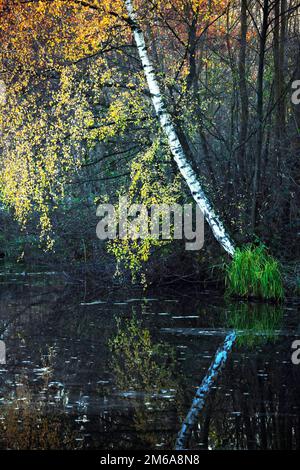 Bouleau en automne, Rehlingen, Sarre, Allemagne Banque D'Images