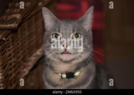 Un beau chat tabby gris regardant avec ses grands yeux jaunes et noirs Banque D'Images