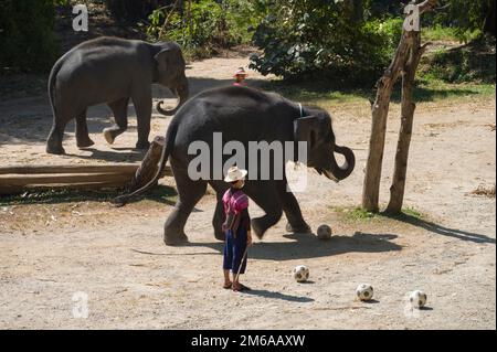 Chiang Mai, Thaïlande. 13 novembre 2022: Spectacle d'éléphants au camp d'éléphants de Mae sa. Éléphants jouant au football. Banque D'Images
