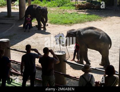 Chiang Mai, Thaïlande. 13 novembre 2022: Exposition d'éléphants au camp d'éléphants de Mae sa.peinture d'éléphants. Nord de la Thaïlande Banque D'Images
