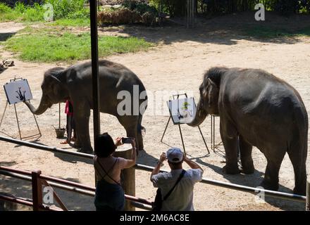 Chiang Mai, Thaïlande. 13 novembre 2022: Exposition d'éléphants au camp d'éléphants de Mae sa.peinture d'éléphants. Nord de la Thaïlande Banque D'Images
