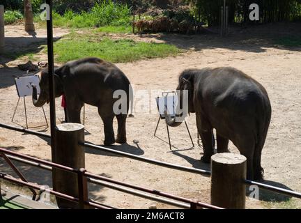 Chiang Mai, Thaïlande. 13 novembre 2022: Exposition d'éléphants au camp d'éléphants de Mae sa.peinture d'éléphants. Nord de la Thaïlande Banque D'Images