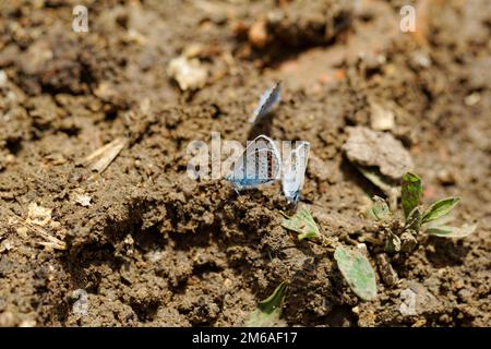 L'argent bleu étoilé (Plebejus argus) est un papillon de la Famille des Lycaenidae Banque D'Images