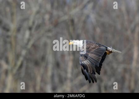 00807-03709 Bald Eagle (Haliaeetus lecocephalus) en vol avec FISH Clinton Co. IL Banque D'Images