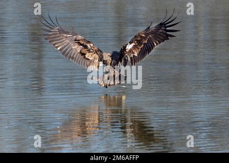 00807-03813 Aigle à tête blanche (Haliaeetus lecocephalus) pêche immature Clinton Co. IL Banque D'Images