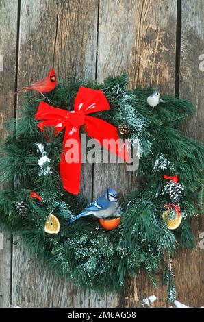 00585-014,13 Northern Cardinal male, touffeté Titmouse et geai bleu sur couronne de vacances faite pour les oiseaux sur la porte de la grange en hiver il Banque D'Images