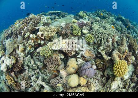 Un récif de corail composé d'une grande variété de coraux de construction de récif pousse dans les îles Salomon. Ce pays insulaire abrite une biodiversité marine élevée. Banque D'Images