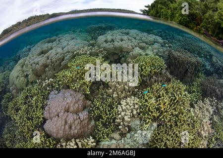 Un récif de corail composé d'une grande variété de coraux de construction de récif pousse dans les îles Salomon. Ce pays insulaire abrite une biodiversité marine élevée. Banque D'Images