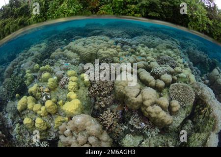 Un récif de corail composé d'une grande variété de coraux de construction de récif pousse dans les îles Salomon. Ce pays insulaire abrite une biodiversité marine élevée. Banque D'Images