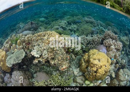 Un récif de corail composé d'une grande variété de coraux de construction de récif pousse dans les îles Salomon. Ce pays insulaire abrite une biodiversité marine élevée. Banque D'Images