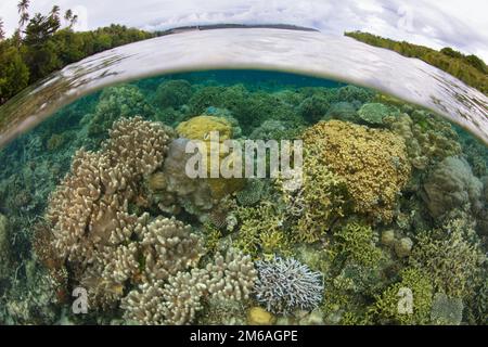 Un récif de corail composé d'une grande variété de coraux de construction de récif pousse dans les îles Salomon. Ce pays insulaire abrite une biodiversité marine élevée. Banque D'Images