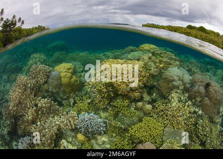 Un récif de corail composé d'une grande variété de coraux de construction de récif pousse dans les îles Salomon. Ce pays insulaire abrite une biodiversité marine élevée. Banque D'Images