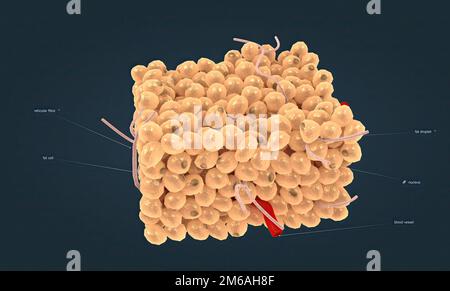 Le tissu adipeux blanc est l'un des deux types de tissu adipeux que l