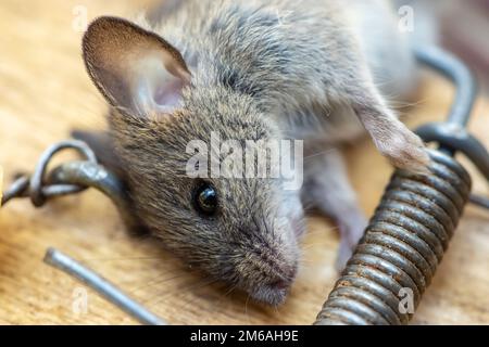 Une souris sauvage commune trouvée morte dans mousetrap gros plan. Banque D'Images