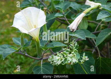 Datura fleurs ordinaire gros plan très délicat et beau. Banque D'Images