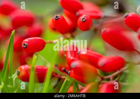 Berge berberis vulgaris branche baies fraîches mûres fond vert naturel. Berberis thunbergii Latin Berberis Coronita Barberry fruits bus Banque D'Images