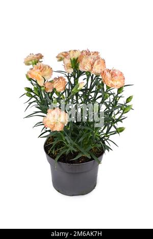 Orange 'Dianthus caryophyllus' fleurs en pot sur fond blanc Banque D'Images