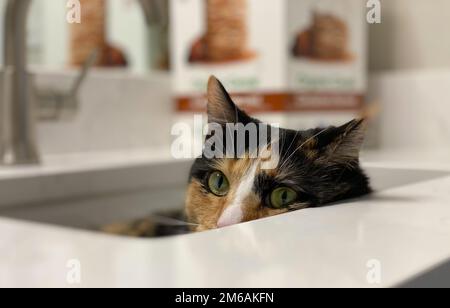 Chat Calico à yeux verts se cachant dans le lavabo de la salle de bains. Banque D'Images